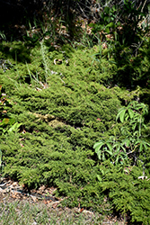 Sierra Spreader Juniper (Juniperus sabina 'Sierra Spreader') at Stonegate Gardens