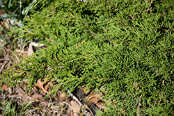 Sierra Spreader Juniper (Juniperus sabina 'Sierra Spreader') at Stonegate Gardens