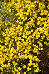 Spanish Broom (Cytisus purgans) at A Very Successful Garden Center