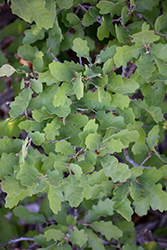 Wavy-leaved Oak (Quercus undulata) at A Very Successful Garden Center