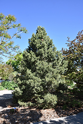 Pinyon Pine (Pinus edulis) at Stonegate Gardens