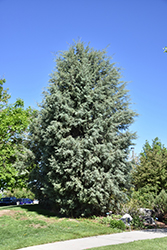 Arizona Cypress (Cupressus arizonica) at A Very Successful Garden Center