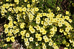Primrose Beauty Potentilla (Potentilla fruticosa 'Primrose Beauty') at A Very Successful Garden Center