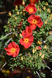 Austrian Copper Rose (Rosa foetida 'Bicolor') at A Very Successful Garden Center
