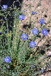 Wild Blue Flax (Linum lewisii) at A Very Successful Garden Center