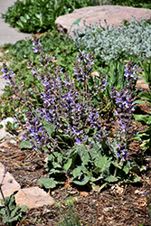 Shangri-La Sage (Salvia 'Shangri-La') at A Very Successful Garden Center