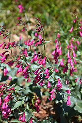 Prairie Jewel Pink Beard Tongue (Penstemon 'P010S') at A Very Successful Garden Center