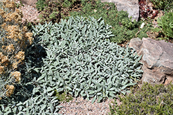 Platinum Sage (Salvia daghestanica) at Stonegate Gardens