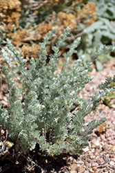 Prairie Sagebrush (Artemisia frigida) at Lakeshore Garden Centres