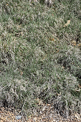 Buffalo Grass (Buchloe dactyloides) at A Very Successful Garden Center