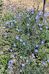 Wild Blue Flax (Linum lewisii) at Lakeshore Garden Centres