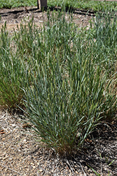 Crested Wheat Grass (Agropyrum cristatum) at A Very Successful Garden Center