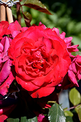 Crimson Sky Rose (Rosa 'Meigrappo') at Stonegate Gardens