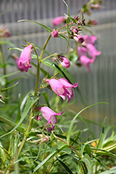 Carolyn's Hope Beard Tongue (Penstemon x mexicali 'Carolyn's Hope') at A Very Successful Garden Center