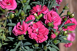 Constant Cadence Cherry Pinks (Dianthus 'Constant Cadence Cherry') at A Very Successful Garden Center
