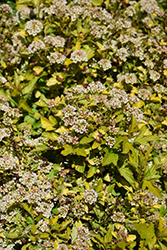 Raspberry Lemonade Ninebark (Physocarpus opulifolius 'ZLEYel2') at A Very Successful Garden Center