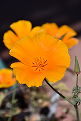 Orange King California Poppy (Eschscholzia californica 'Orange King') at Lakeshore Garden Centres