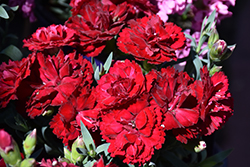 Constant Cadence Red Pinks (Dianthus 'Constant Cadence Red') at A Very Successful Garden Center