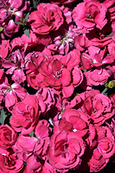 Constant Beauty Crush Burgundy Pinks (Dianthus 'Constant Beauty Crush Burgundy') at A Very Successful Garden Center