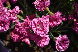 Constant Beauty Crush Cherry Pinks (Dianthus 'Constant Beauty Crush Cherry') at Lakeshore Garden Centres