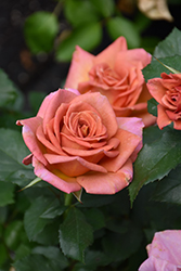 Pumpkin Patch Rose (Rosa 'Pumpkin Patch') at A Very Successful Garden Center