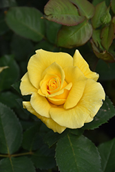 Midas Touch Rose (Rosa 'Midas Touch') at Lakeshore Garden Centres
