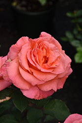Sedona Rose (Rosa 'JACmcall') at Stonegate Gardens