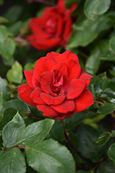 Grace N' Grit Red Rose (Rosa 'Meizygglie') at A Very Successful Garden Center