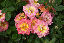 Tiddly Winks Rose (Rosa 'Tiddly Winks') at Lakeshore Garden Centres