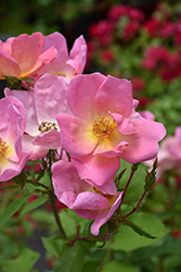 Rainbow Knock Out Rose (Rosa 'Radcor') at Lakeshore Garden Centres