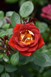 Hot & Sassy Rose (Rosa 'WEKaltcingi') at Lakeshore Garden Centres