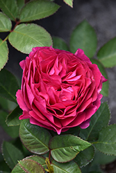 Ruby Voodoo Rose (Rosa 'Ruby Voodoo') at A Very Successful Garden Center