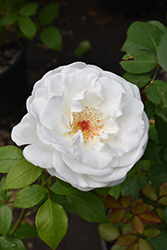 Sugar Moon Rose (Rosa 'WEKmemolo') at A Very Successful Garden Center