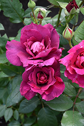 Intrigue Rose (Rosa 'Intrigue') at Stonegate Gardens