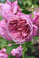 Queen Of Elegance Rose (Rosa 'WEKjucstokol') at Lakeshore Garden Centres