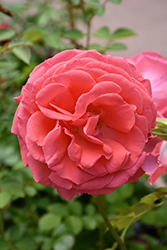 America Rose (Rosa 'JACclam') at Stonegate Gardens