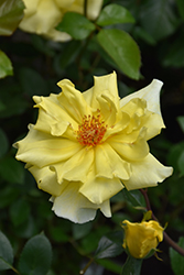 Golden Showers Rose (Rosa 'Golden Showers') at Stonegate Gardens