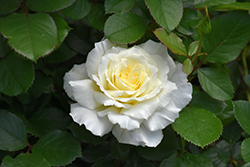 White Licorice Rose (Rosa 'White Licorice') at Lakeshore Garden Centres