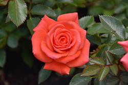 Salmon Sunblaze Rose (Rosa 'Meishulo') at A Very Successful Garden Center