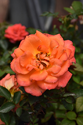 Amber Sunblaze Rose (Rosa 'Meiludoca') at A Very Successful Garden Center