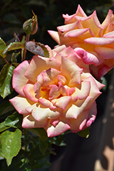 Sheila's Perfume Rose (Rosa 'Sheila's Perfume') at A Very Successful Garden Center
