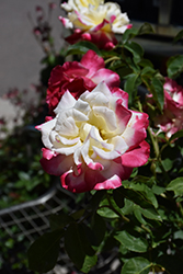 Double Delight Rose (Rosa 'Double Delight') at Lakeshore Garden Centres