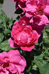 Grande Dame Rose (Rosa 'WEKmerewby') at Lakeshore Garden Centres