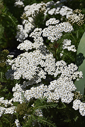 New Vintage White Yarrow (Achillea millefolium 'Balvinwite') at Stonegate Gardens