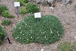 Yellow Heron's Bill (Erodium chrysanthum) at A Very Successful Garden Center