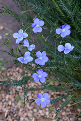 Narbonne Blue Flax (Linum narbonense) at A Very Successful Garden Center