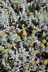 SteppeSuns Hokubetsi (Helichrysum trilineatum 'P021S') at Stonegate Gardens