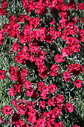 Mountain Frost Red Garnet Pinks (Dianthus 'Red Garnet') at A Very Successful Garden Center