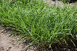 Mystal Tiger Tail Maiden Grass (Miscanthus sinensis 'Tiger Tail') at A Very Successful Garden Center