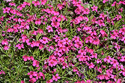 Spring Scarlet Moss Phlox (Phlox subulata 'Spring Scarlet') at Stonegate Gardens